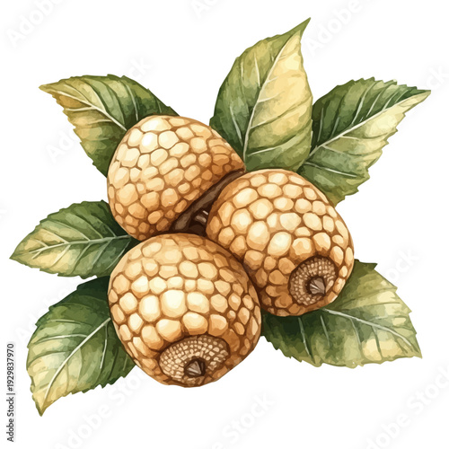 Acorn And Leaf Cluster, clipart vector in watercolor style with flowing brushwork, isolated on a white background.