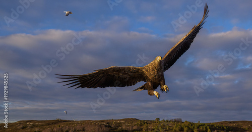 Norwegian white-tailed eagle (Haliaeetus albicilla) in winter