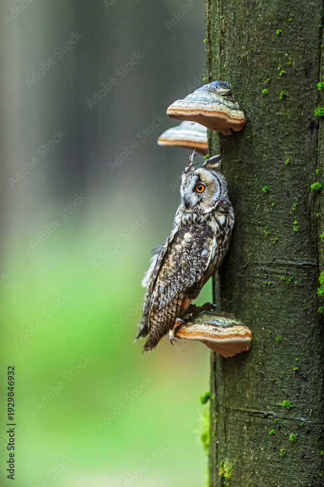 Fototapeta premium Long eared owl Asio otus perched on tree fungus