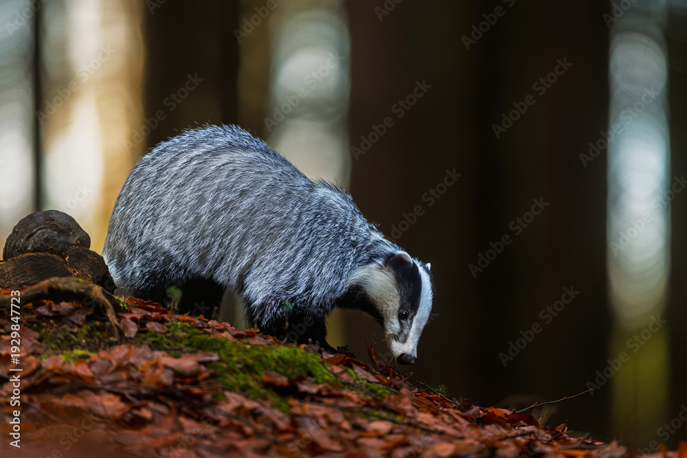 Obraz premium European badger Meles meles foraging on autumn forest slope