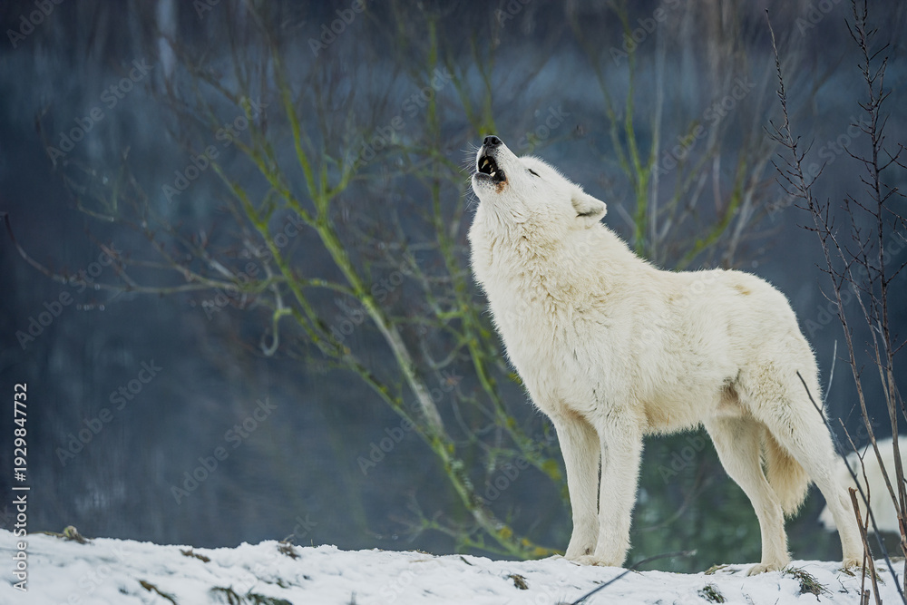 Naklejka premium Arctic wolf Canis lupus arctos howling in snowy winter forest