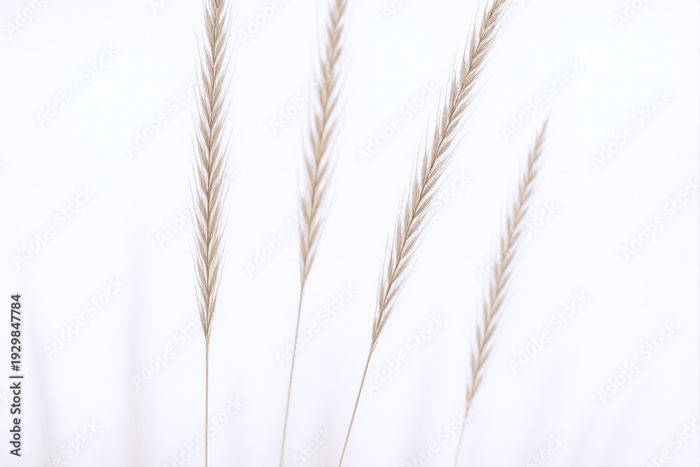 Fototapeta premium Elegant Wheat Stalks Against White Background: Minimalist Design for Natural Beauty and Tranquility