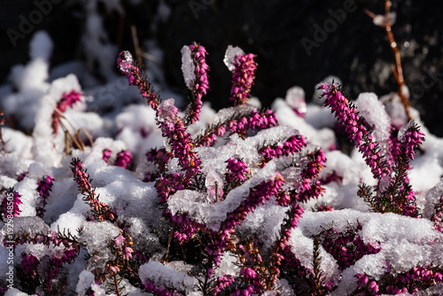 Snow covered pink heather flowers create a clean winter background ideal for advertising, branding, editorial design and seasonal marketing visuals