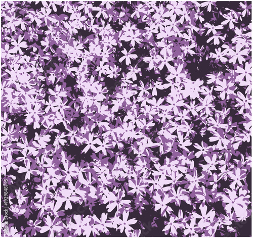 creeping phlox - mountain phlox - moss phlox (Phlox subulata) texture