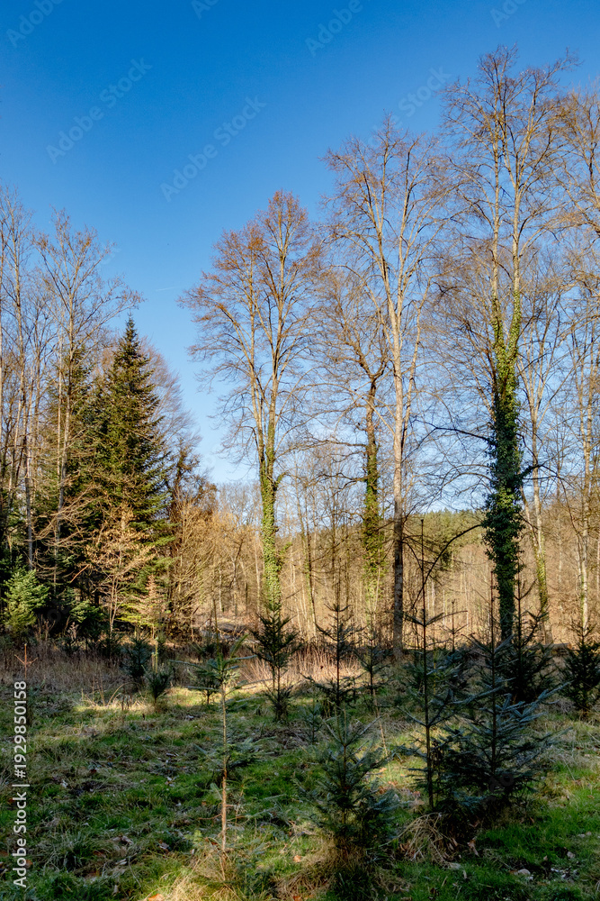 Obraz premium Wiederaufforstung des Mischwalds im Frühjahr