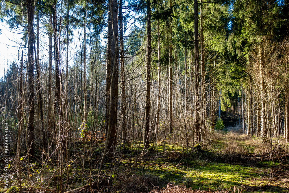 Obraz premium Wiederaufforstung des Mischwalds im Frühjahr