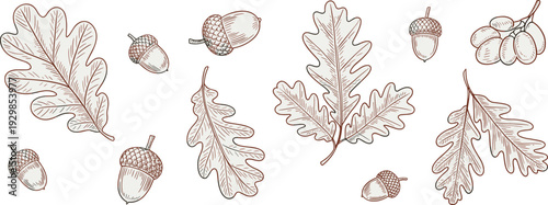 Oak, leaves, acorns, botanical, illustration, vintage, handdrawn, autumn, nature, forest, foliage, sketch, engraving, plant, collection, natural, decorative, organic, vector, design
