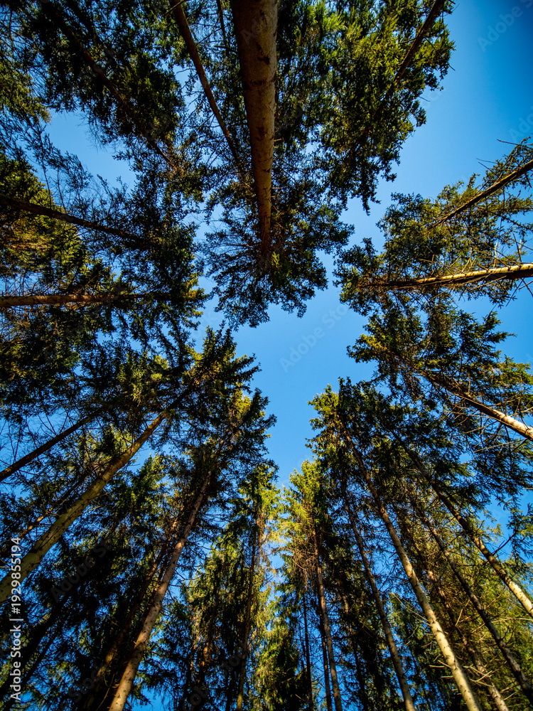 Obraz premium Fichtenwald