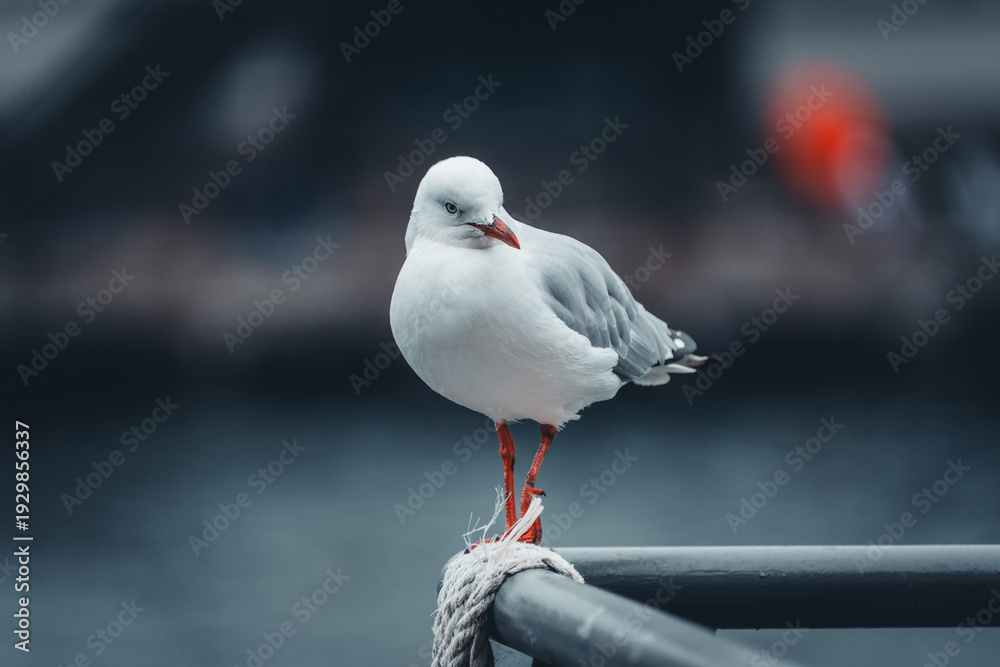 Obraz premium seagull on a post