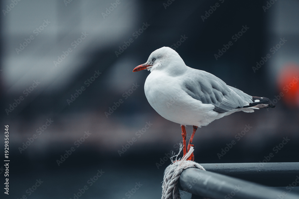 Fototapeta premium seagull on the pier