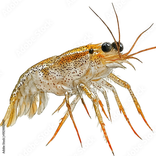 Aquarium Shrimp, watercolor with intricate brush textures and gentle highlights, isolated on a white background.
