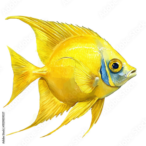 Angelfish, refined watercolor illustration with luminous tones and soft layered brushwork, isolated on a white background.