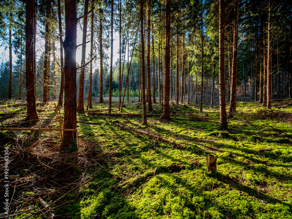 Fototapeta premium Licht und Schatten in einem Fichtenwäldchen