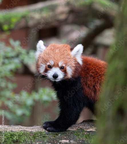 Red Panda From Behind a Tree