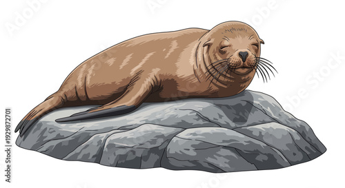 Brown Sea Lion Resting on Gray Rock