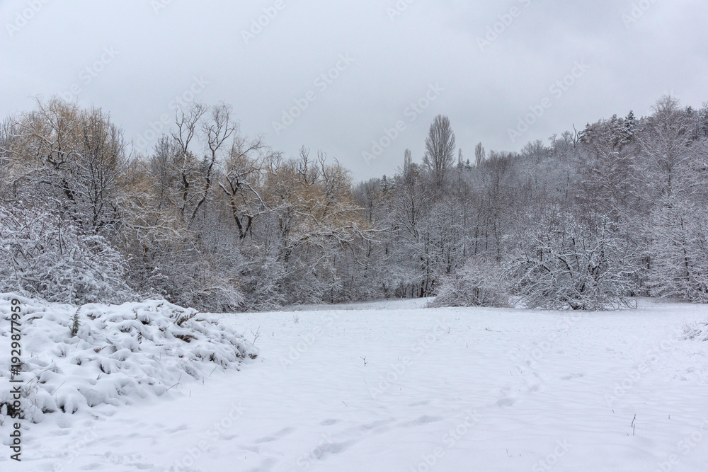 custom made wallpaper toronto digitalLandscape of South Park in city of Sofia, Bulgaria