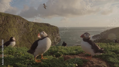 group of emperor penguins