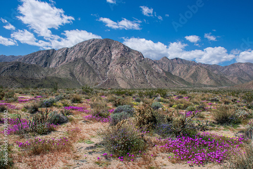Spring Bloom at Borrego Desert State Park,