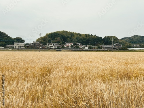 麦畑と農村の風景