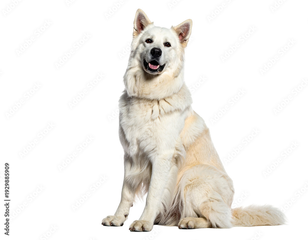 Obraz premium White german shepherd mix sitting with friendly expression