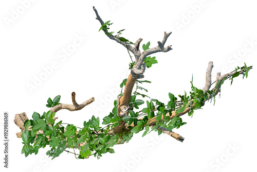 Tree trunks with climbing vines twisted liana plant and green leaves  isolated on white background, clipping path included.