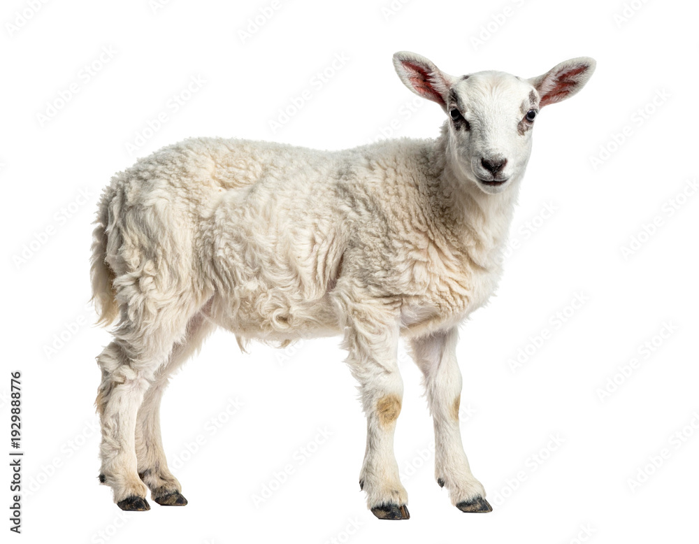 Fototapeta premium Young lamb standing on white background with fluffy wool and curious expression