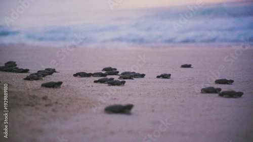 Baby sea turtles walking to the ocean at sunrise in Boa Vista, Cape Verde