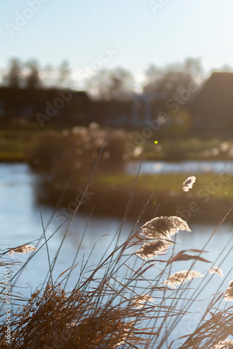 Golden Reed Grass by Canal at Sunset in Zaandam, Netherlands