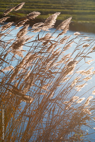 Golden Reed Grass by Canal at Sunset in Zaandam, Netherlands