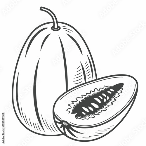 ash gourd vector on white