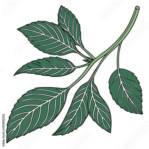 amaranth leaves vector isolated