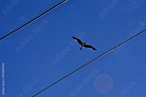 Gull framed by high voltage power lines 
