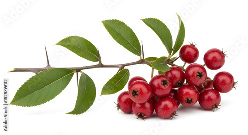 Wallpaper Mural Branch of vibrant red hawthorn berries with green leaves and sharp thorns isolated on a white background studio shot for botanical design elements Torontodigital.ca
