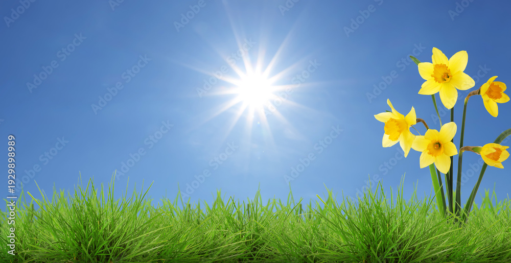 Fototapeta premium Bright daffodils growing among green grass. Spring flowers under blue sky with sun