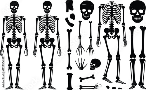 Black and white skeletal featuring full skeletons, skulls, and individual bones arranged in a detailed anatomical layout