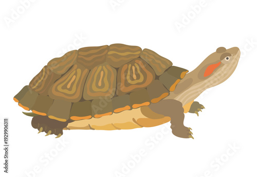 cute cartoon Turtle. Vector hand drawn sea animals illustration isolated on white background.
Автор: iv.rymm
