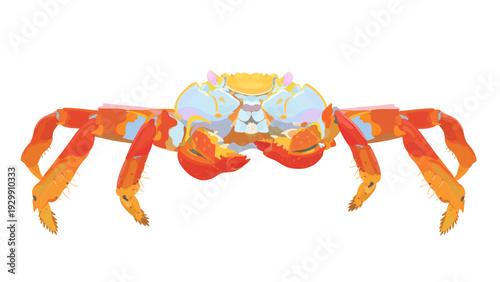 Cartoon Lightfoot Crab isolated on white background. Sea food vector hand drawn icon illustration.