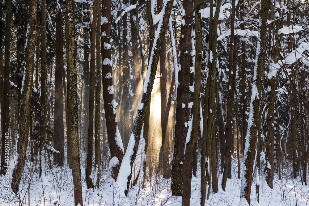 Obraz premium Sun-kissed snow clings to towering forest trees, their strong trunks bathed in golden light. A tranquil winter wonderland radiates peaceful natural elegance