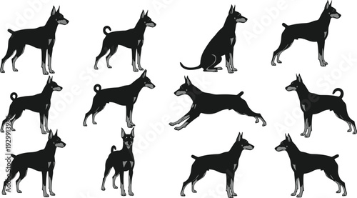 Black and tan Doberman Pinscher dog silhouette vector set, muscular guard dog breed icons in standing sitting and running poses for canine security branding.