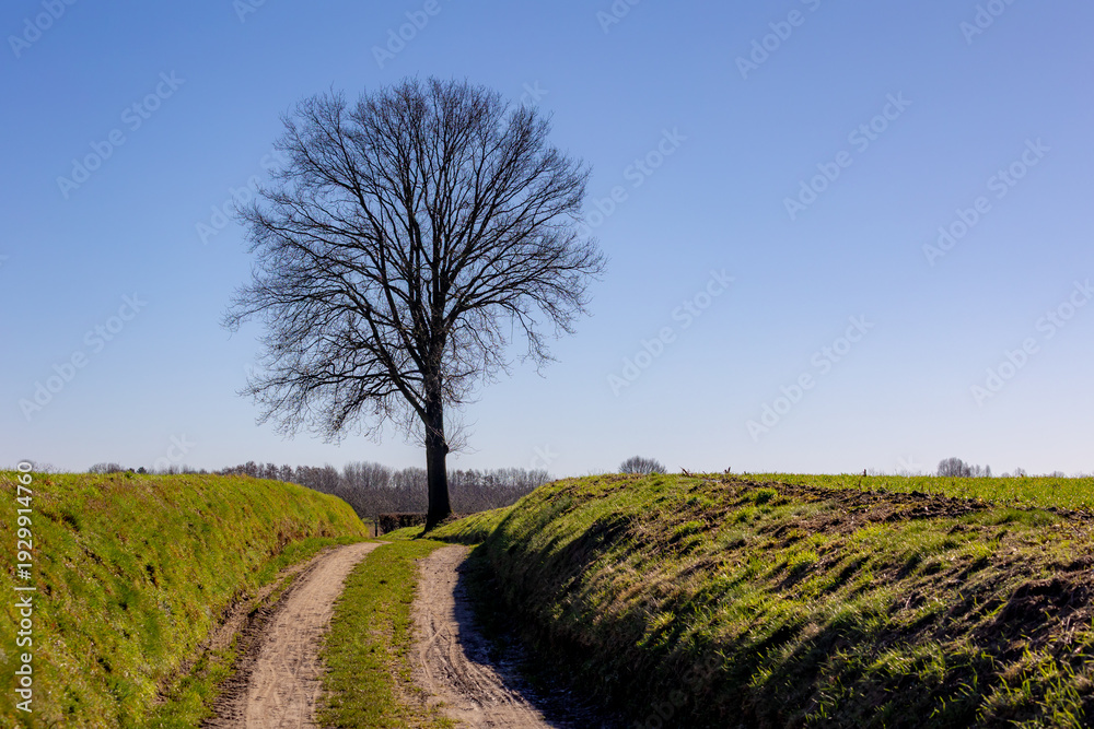 Obraz premium Winter landscape, The terrain of countryside with bare tree on green grass field and slope hillside, IJzeren a hamlet in the Dutch province of Limburg, Valkenburg aan de Geul and region, Netherlands.