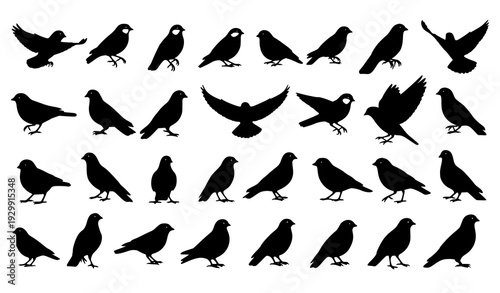 collection of birds
