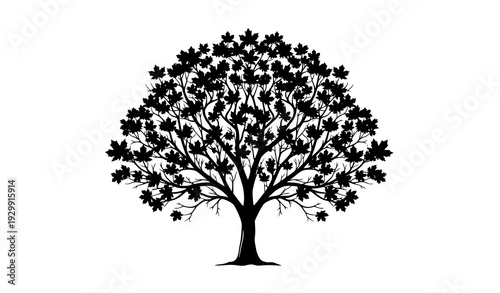 Elegant Detailed Maple Tree Silhouette Vector Illustration in Black and White Minimalist Nature Design