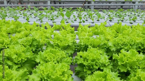 cultivating fresh lettuce,, crisphead using the hydroponic method in a greenhouse