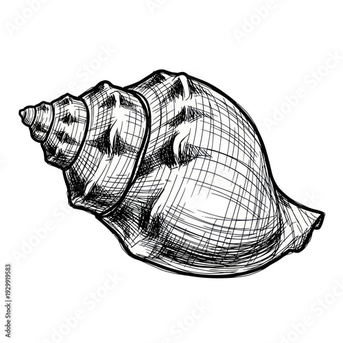 Detailed black and white sketch of a seashell, isolated on white background.