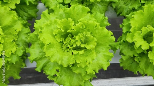 cultivating fresh lettuce,, crisphead using the hydroponic method in a greenhouse