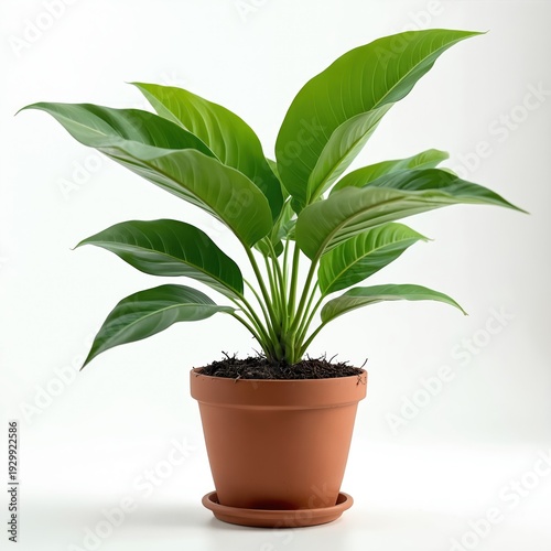 Potted green plant with large leaves sits on white surface. This houseplant grows in a brown terracotta pot with soil. It is a healthy indoor decoration.