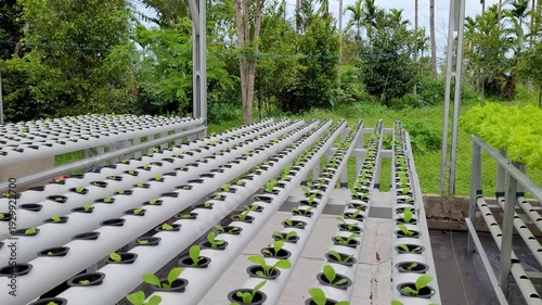 cultivating small lettuce using the hydroponic method in a greenhouse