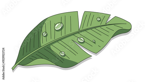 Torn Green Leaf with Water Droplets.