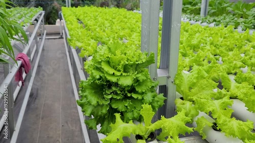 cultivating fresh lettuce,, crisphead using the hydroponic method in a greenhouse