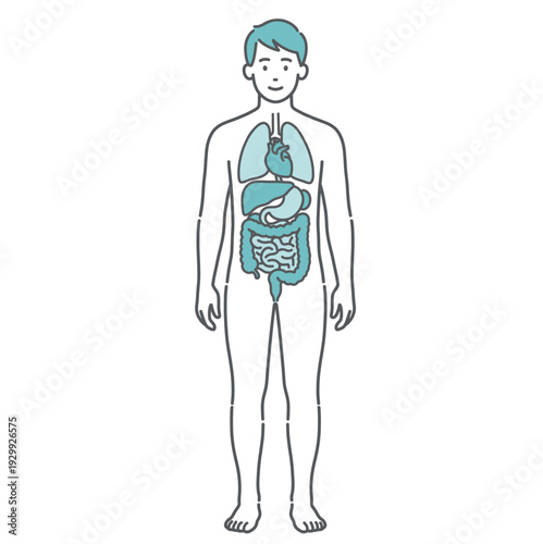 内臓が描かれた男性の人体図・全身モデルのイラスト（正面）